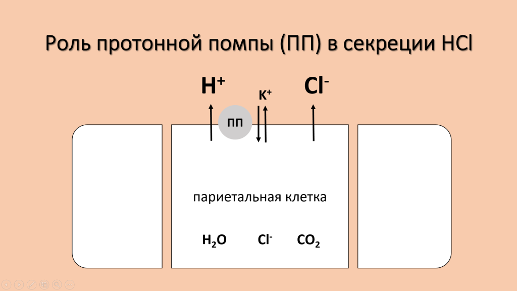 Омез® 10 мг: принимать до еды или после?